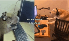 a hamster wearing headphones is playing a video game on a computer .