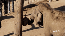 Eating National Geographic GIF - Eating National Geographic The Bug House GIFs