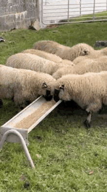 Whatdidyousay Sheep GIF