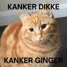 Kanker Dikke GIF - Kanker Dikke Ginger GIFs