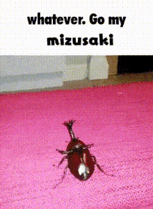 a beetle is crawling on a pink rug with the words whatever go my mizusaki above it .