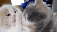 Cat Cleaning GIF - Cat Cleaning Kitten GIFs