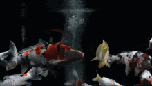 Zen Koi Fish GIF - Zen Koi Fish Slow Motion GIFs