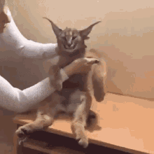 Baby Floppa Floppa GIF - Baby Floppa Floppa Caracal - Discover