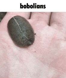a person is holding a slug in their hand and the slug is labeled " bobolians "