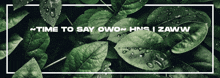 a picture of green leaves with water drops and the words time to say owo hns zaww