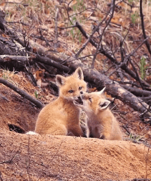 fox kiss cute foxes bite