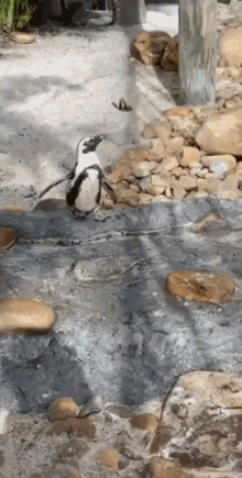 Awww Cute GIF - Awww Cute Penguin GIFs