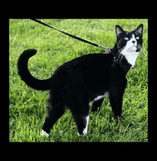 Zoom Cat Unamused Cat GIF - Zoom Cat Unamused Cat Meme GIFs