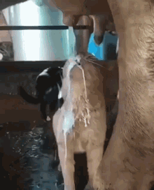 Cat Cats GIF - Cat Cats Cow GIFs