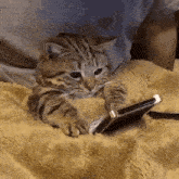 Little Kitty Kitten Looking A Phone GIF - Little Kitty Kitten Looking A Phone Wth GIFs