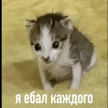 a gray and white kitten is sitting on a blanket with a caption in russian