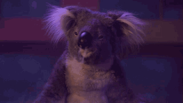 Koala Cute GIF - Koala Cute Animals - Discover & Share GIFs