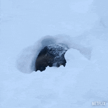 Coming Out Of The Snow Our Living World GIF - Coming Out Of The Snow Our Living World Emerging From The Snow GIFs