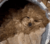 a small brown dog is laying in a blanket in a dog bed