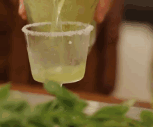 Cucumber Cocktail GIF