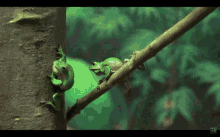 Frog Anger GIF - Frog Anger Gtfo GIFs