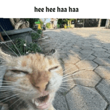 Cat Haha GIF