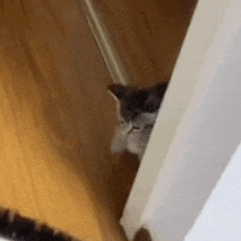a cat is peeking out from behind a doorway .