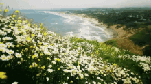 Flowers Waiving GIF - Flowers Waiving GIFs