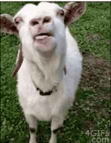 Goat Tongue Out GIF - Goat Tongue Out Lick GIFs