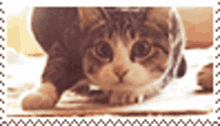 Stamp Cat GIF - Stamp Cat Wiggling GIFs