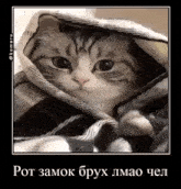 a cat is wrapped in a blanket and looking at the camera with a caption in russian .