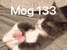 Mog Mog 133 GIF - Mog Mog 133 Mog Chain GIFs