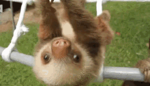 eugene sloths playing play time