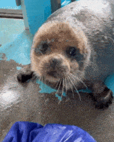a seal is looking at the camera while standing on a wet floor