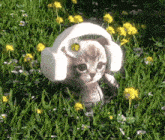 a kitten wearing headphones is standing in the grass