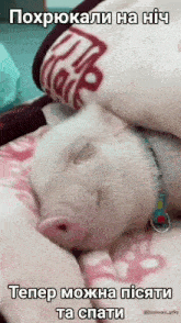 пісяти та спати свиня GIF - пісяти та спати свиня свині GIFs
