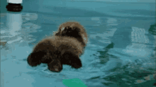 Otter Swim GIF - Otter Swim Cute GIFs