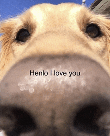 a close up of a dog 's nose with the words henlo i love you