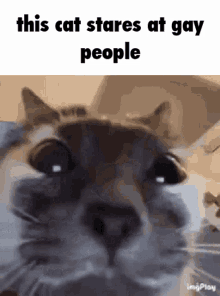a close up of a cat 's face with a caption that says this cat stares at gay people