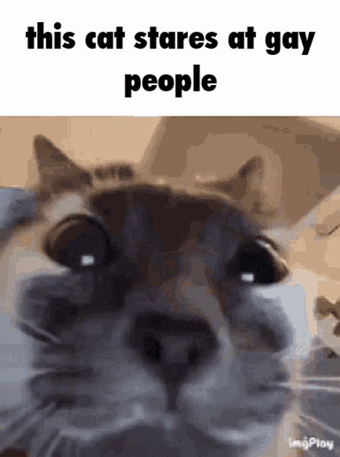humans meme cat