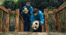 Walk Baby Pandas GIF - Walk Baby Pandas Pandas GIFs