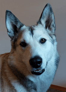 Hadassa Allison Zarya The Laika GIF - Hadassa Allison Zarya The Laika Face Mugshot Of A Dog GIFs