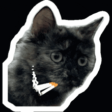 Cat Smoking GIF - Cat Smoking Wtf GIFs