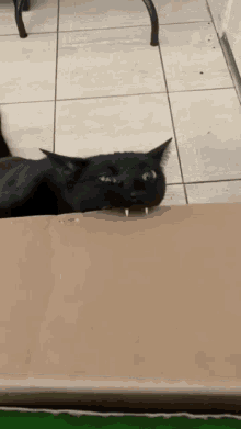 vampire cat cat eating box cat box cat fangs