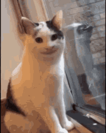 Cat Awkward GIF - Cat Awkward Smile GIFs