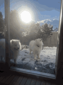 Samoyed Puppy GIF - Samoyed Puppy Sunshine GIFs