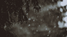 Snow In A Forest Snow And Trees GIF - Snow In A Forest Snow And Trees GIFs