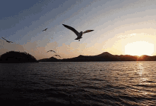sunset seagulls