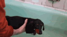 Swimming Dachshund GIF - Dachshund Dog Swim GIFs