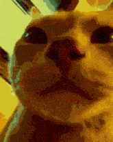 Kadirlo İnfinityss Cat GIF - Kadirlo İnfinityss Cat Cat GIFs