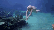 I Love That There Are People Who Dedicate Their Lives To Being Mermaids! GIF