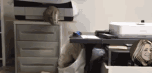 a cat is sitting on top of a dresser next to a printer