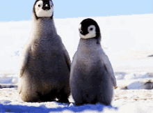 Come Here Often? GIF - Penguins Cute Walk GIFs