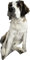 Dog Saint Sticker - Dog Saint Bernard Stickers